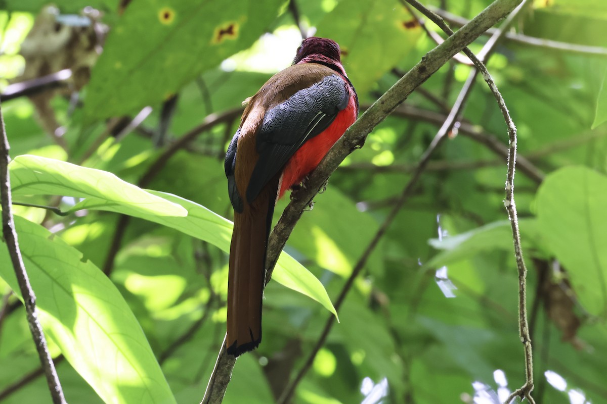 Diard's Trogon - ML615392633