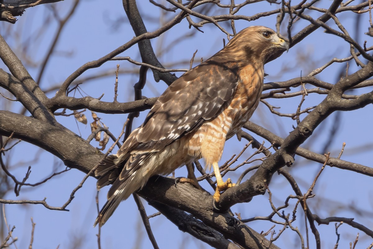 Red-shouldered Hawk - ML615392664