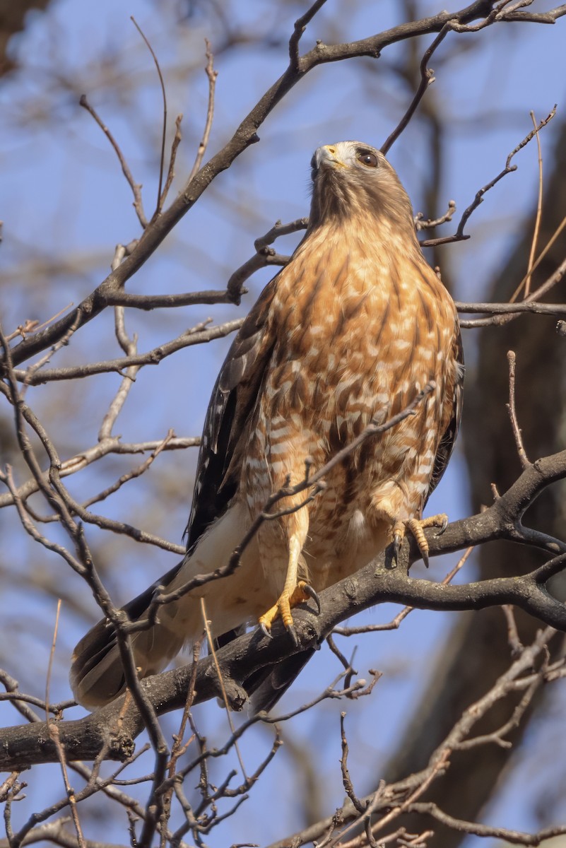 Red-shouldered Hawk - ML615392665
