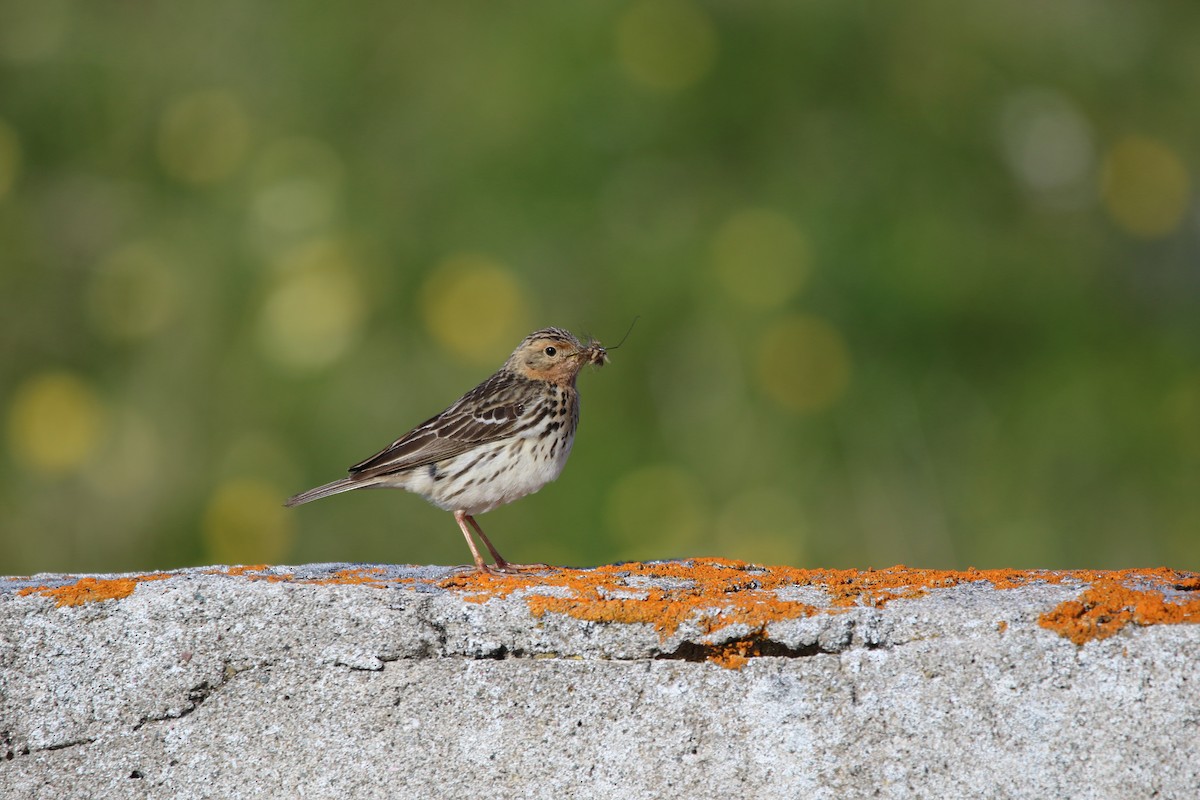 Pipit à gorge rousse - ML615392689