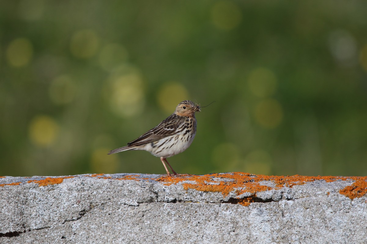 Red-throated Pipit - ML615392692