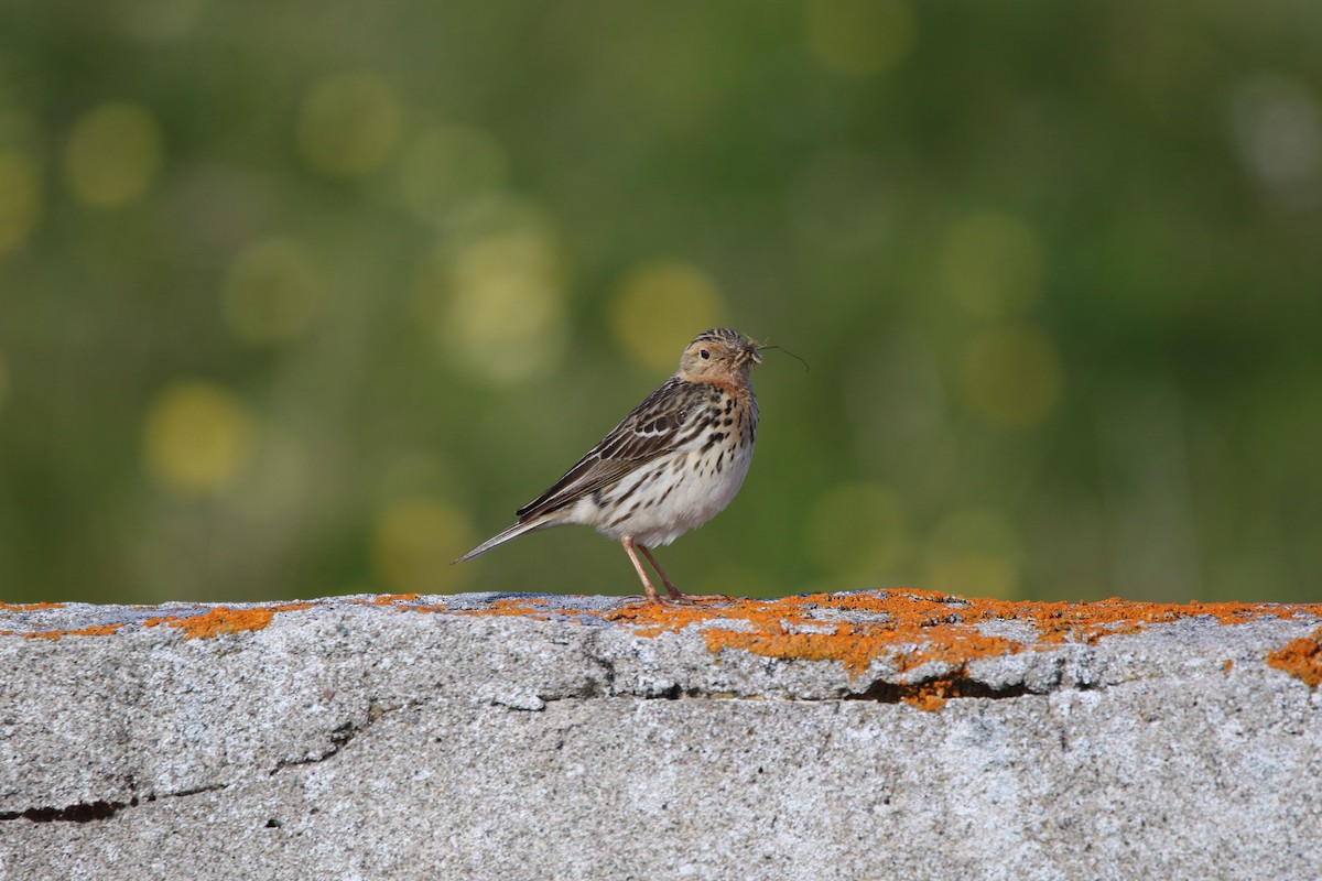 Red-throated Pipit - ML615392697