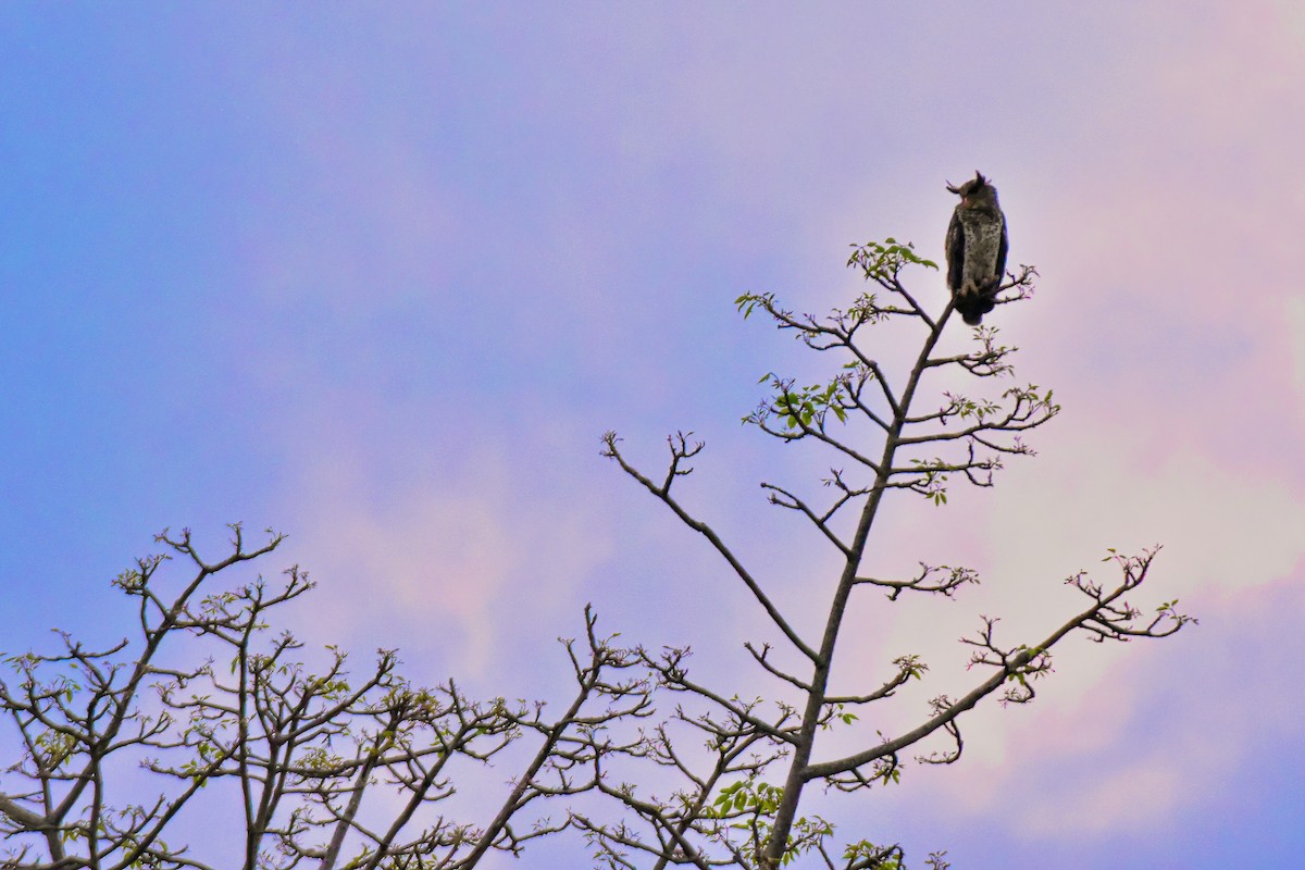 Spot-bellied Eagle-Owl - Thitiphon Wongkalasin