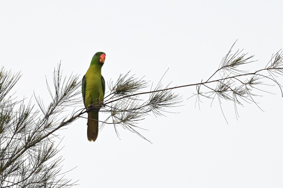 Blue-naped Parrot - ML615392725