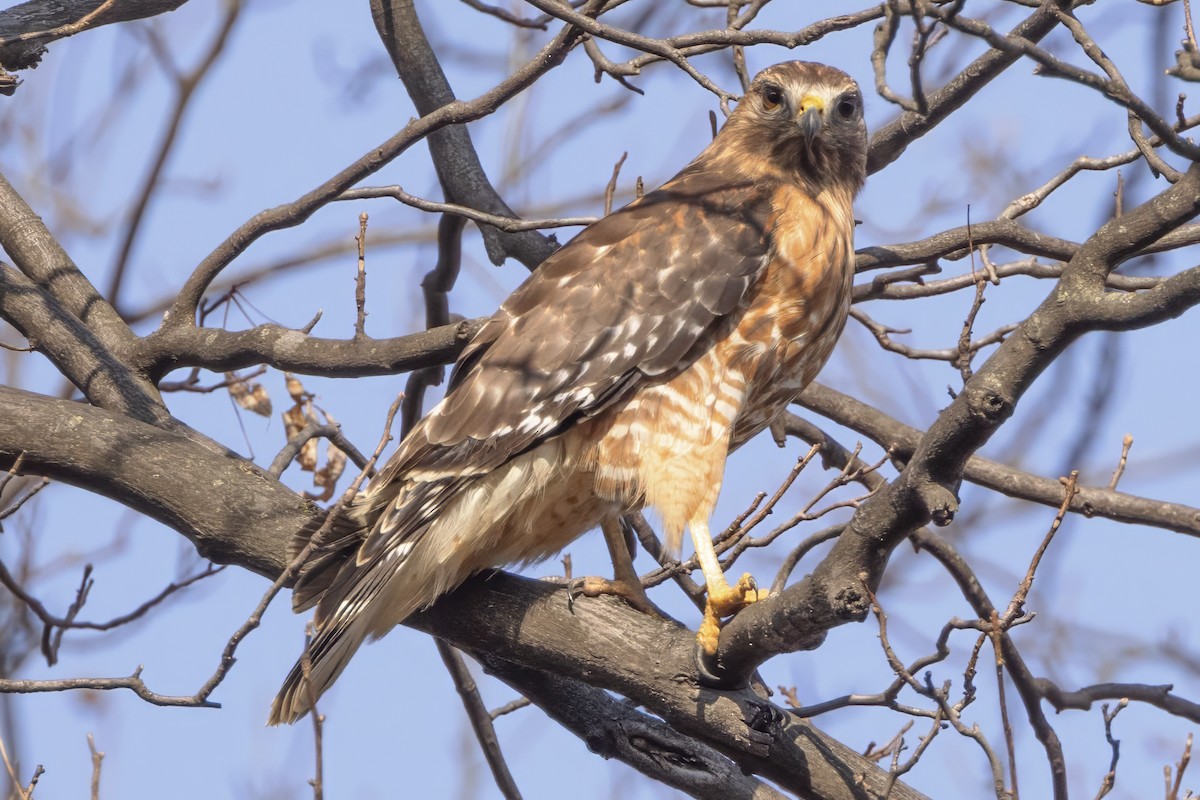 Red-shouldered Hawk - ML615392825