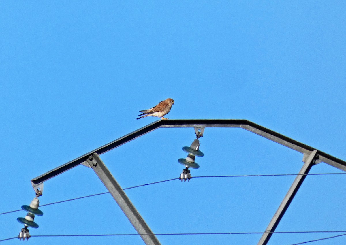 Eurasian Kestrel - ML615392907