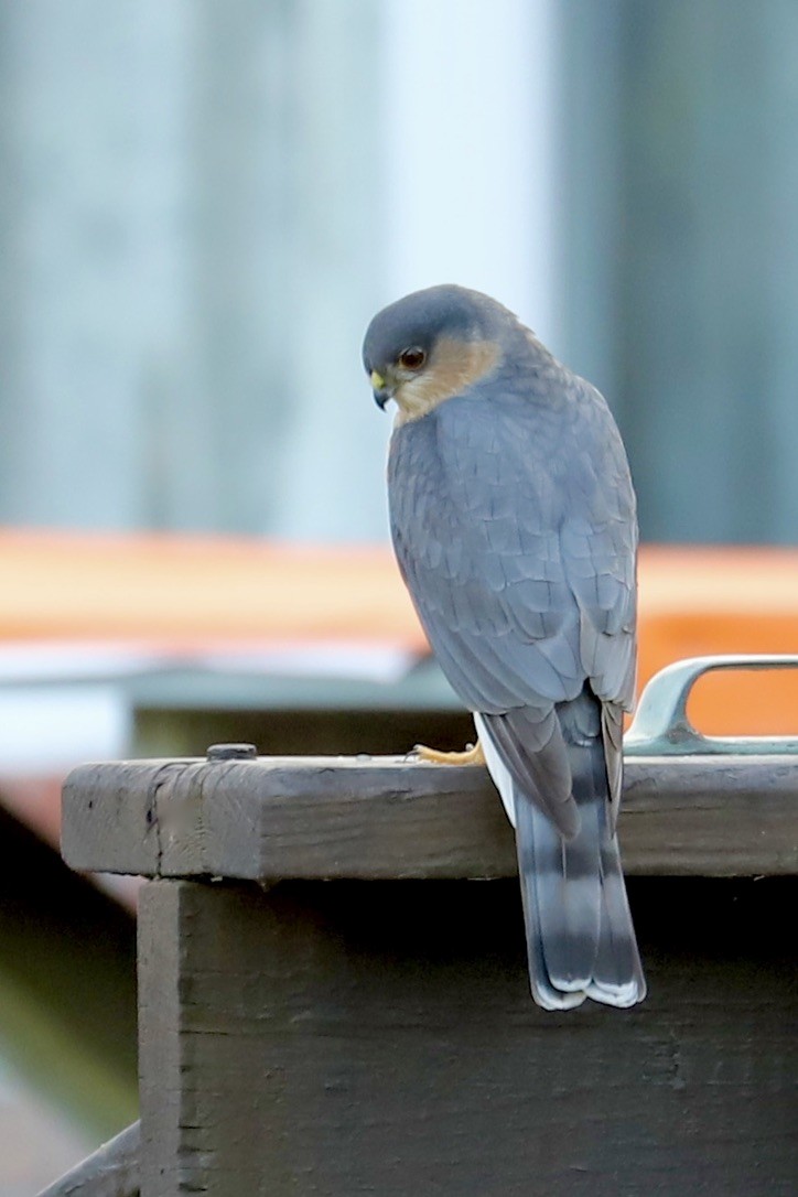 Cooper's Hawk - ML615392944