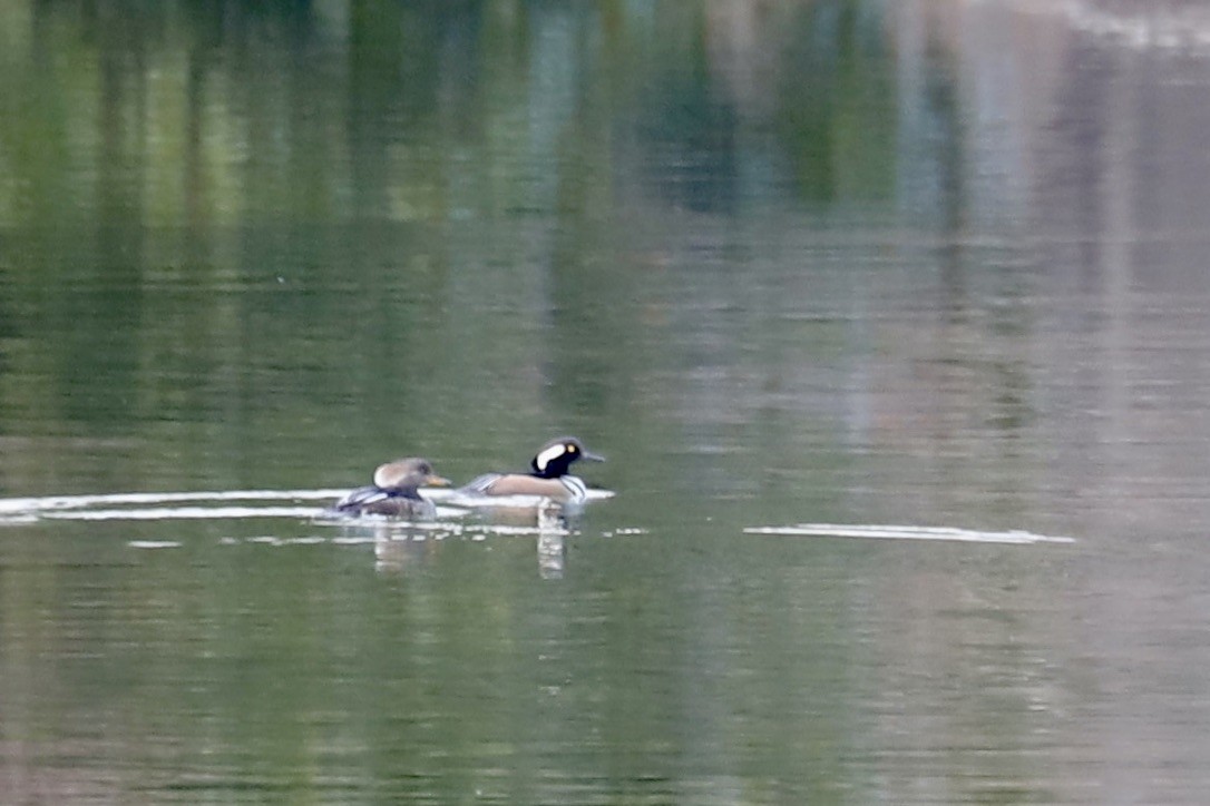 Hooded Merganser - ML615392949