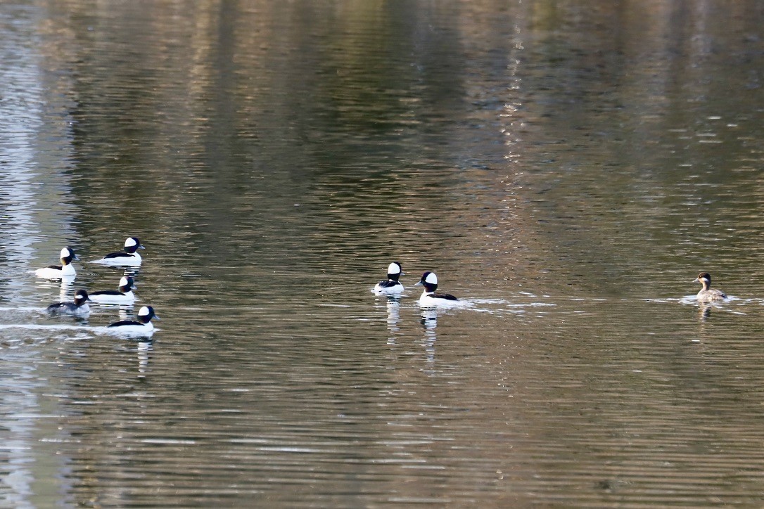 Bufflehead - ML615392964