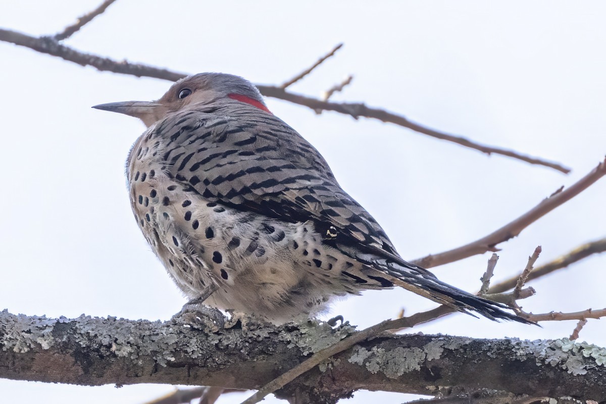 Northern Flicker (Yellow-shafted) - ML615392978