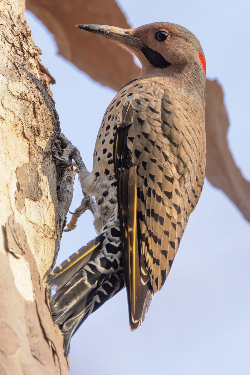 Northern Flicker (Yellow-shafted) - ML615392979