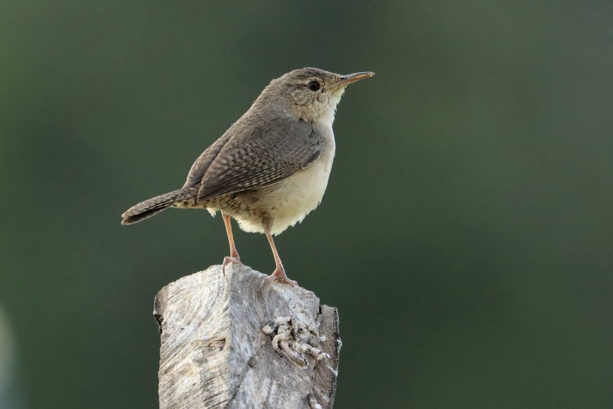 House Wren - ML615392986