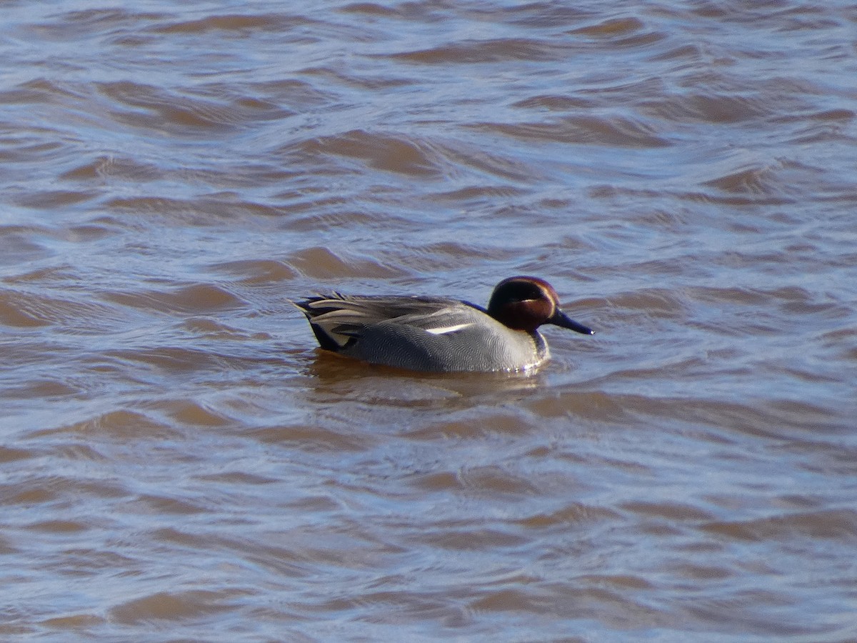 Green-winged Teal (Eurasian) - ML615393032