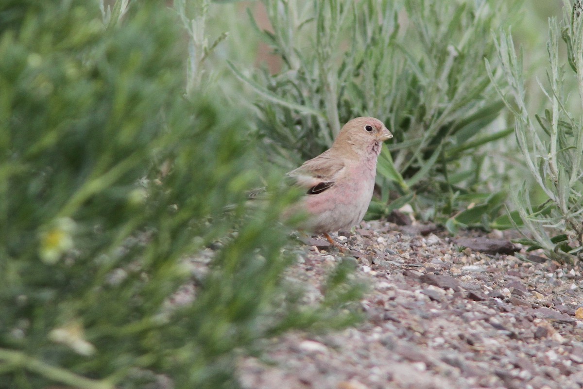 Mongolian Finch - ML615393083