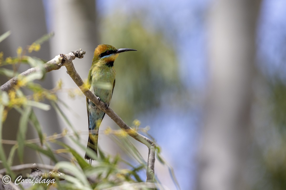 Rainbow Bee-eater - ML615393260