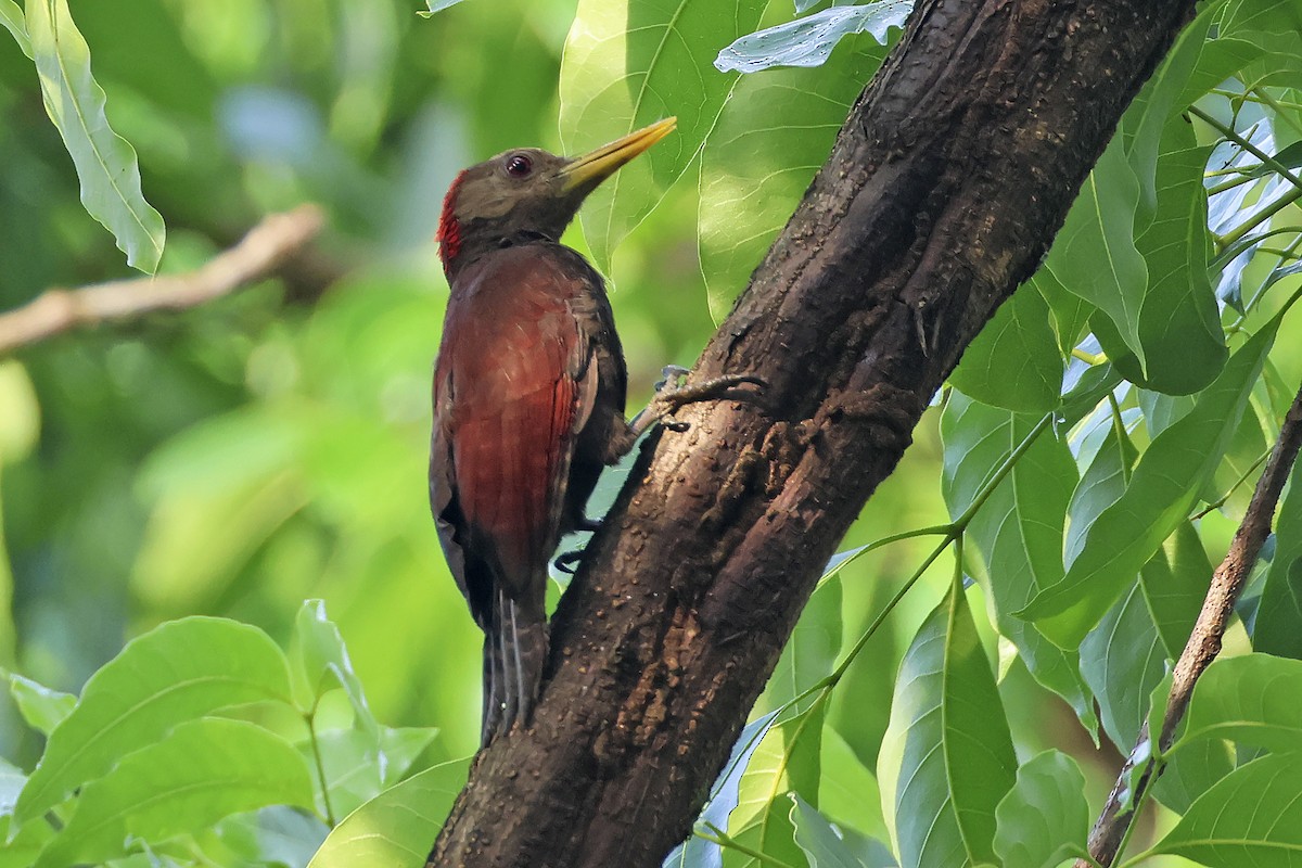 Maroon Woodpecker - ML615393303