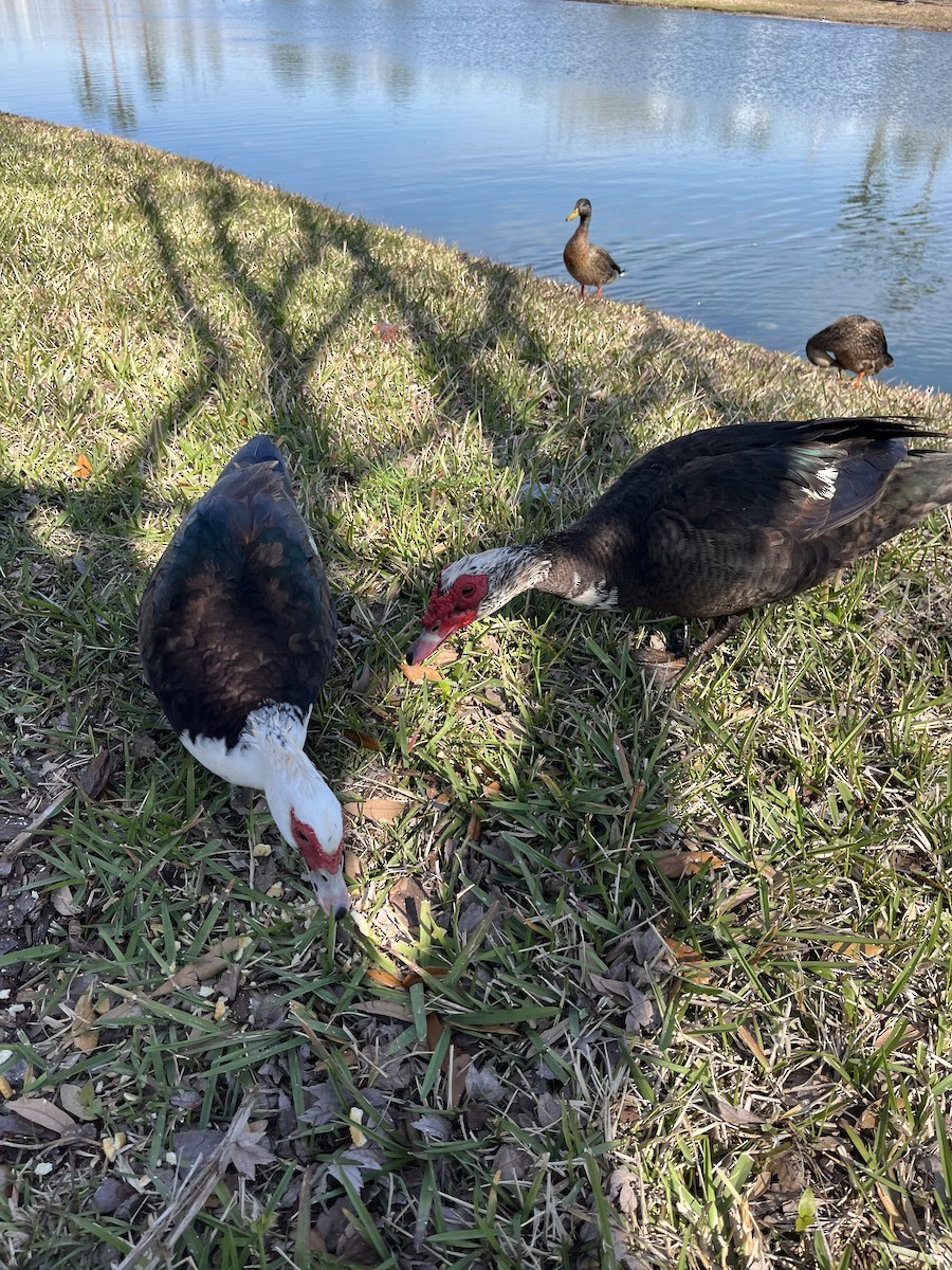 Muscovy Duck (Domestic type) - Mary Alice Curtiss