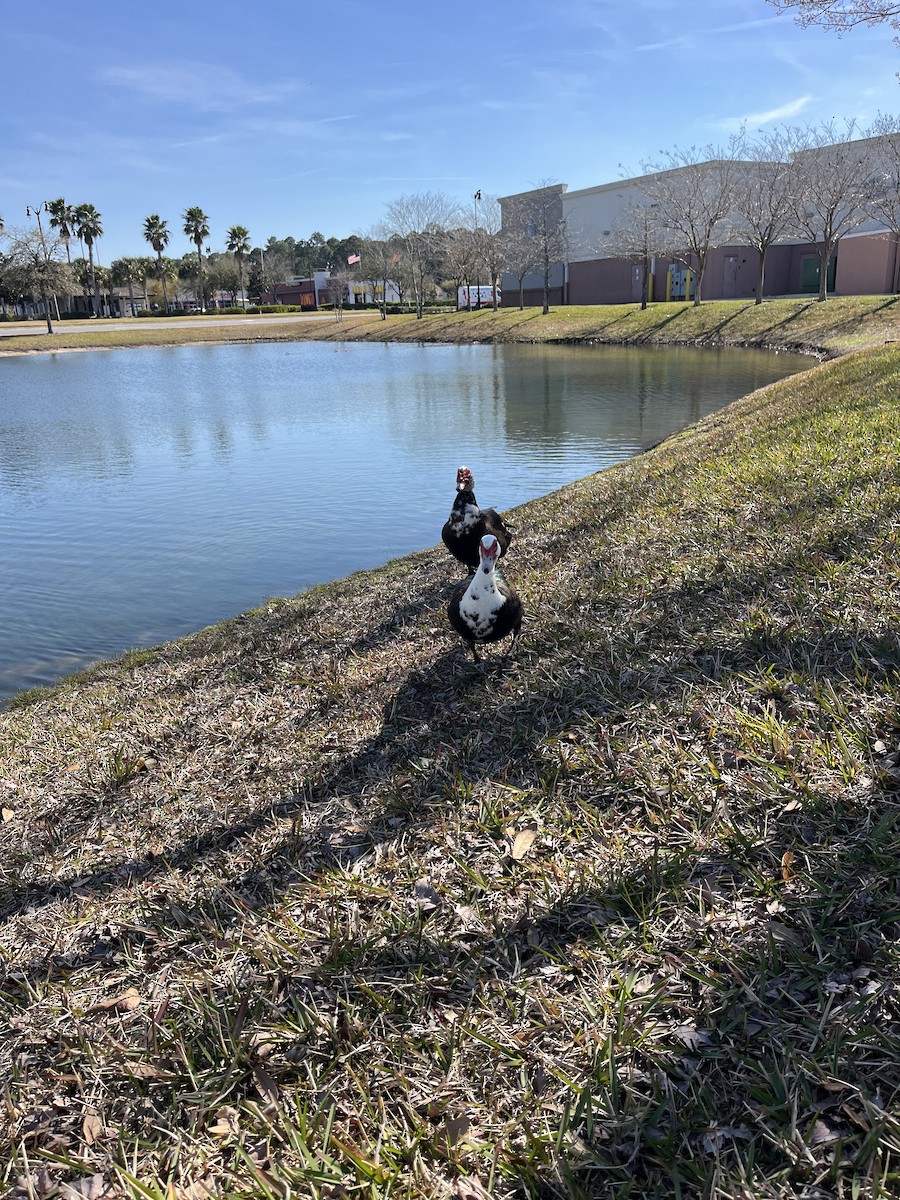 Muscovy Duck (Domestic type) - ML615393467