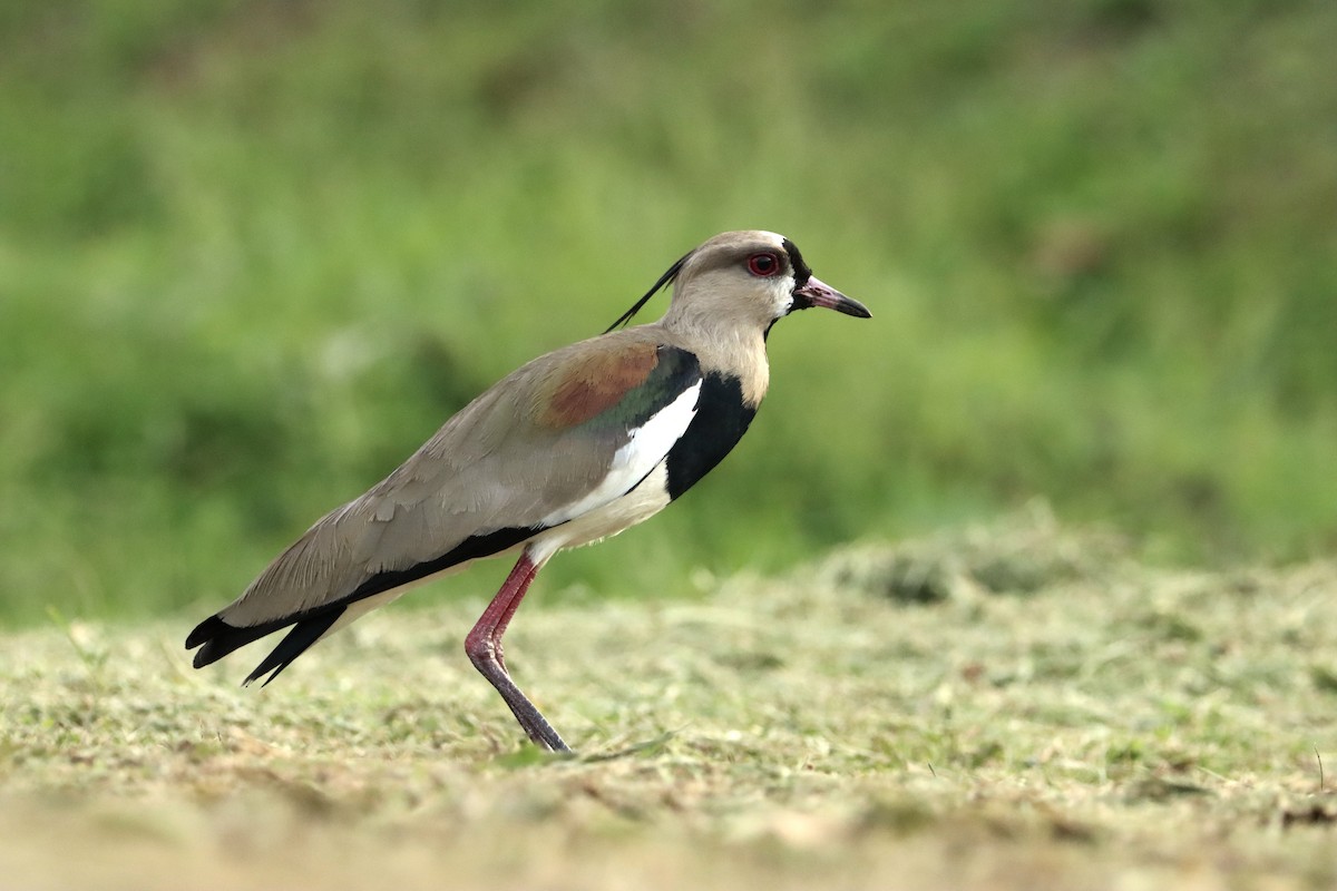 Southern Lapwing - ML615393497