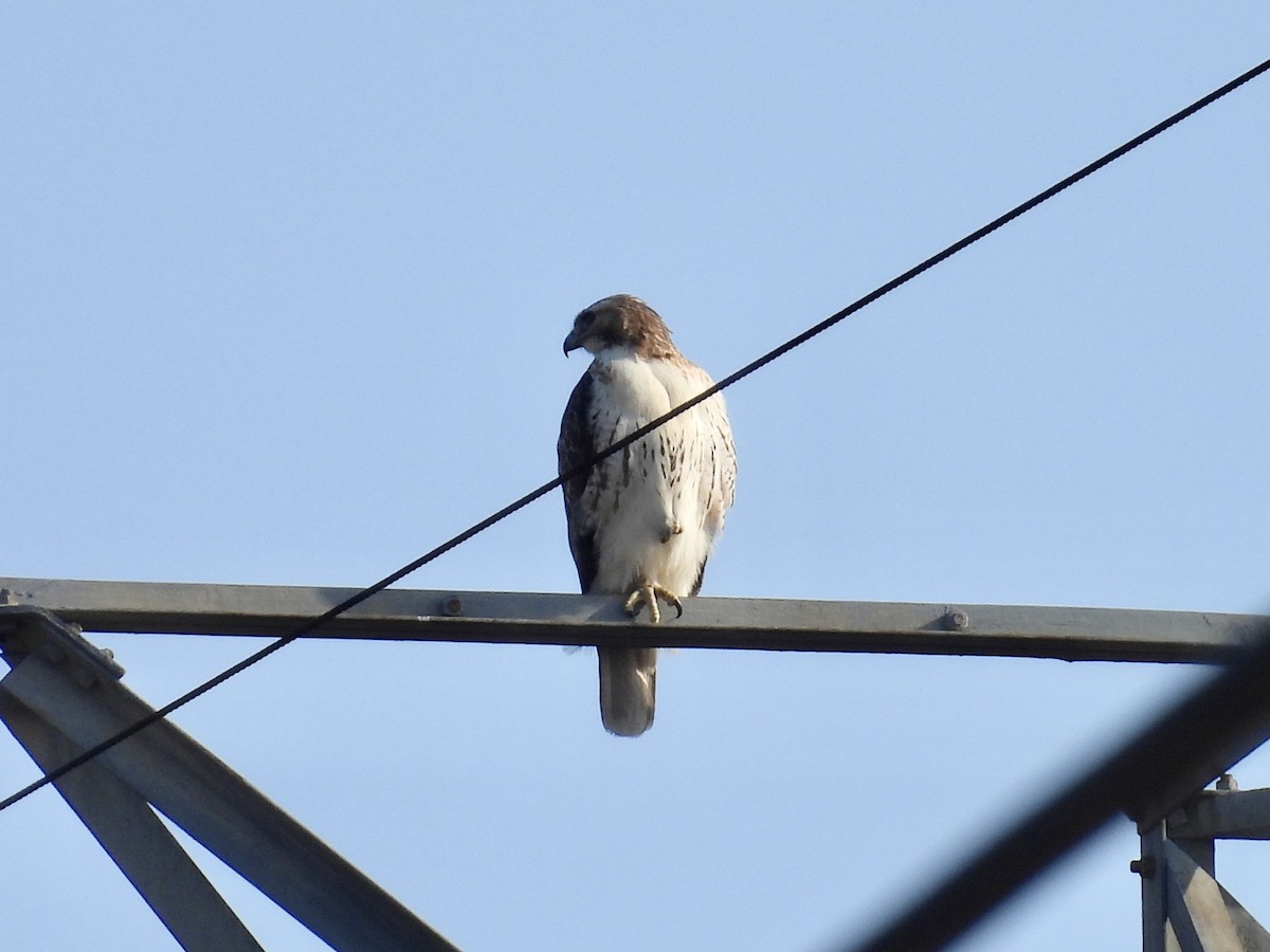 Red-tailed Hawk - ML615393566