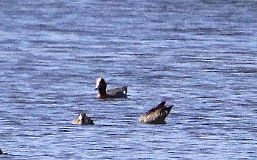 American Wigeon - ML615393581