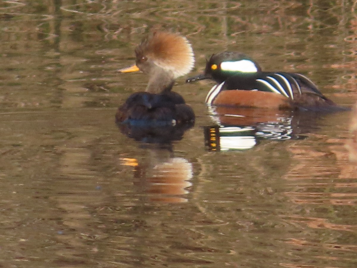 Hooded Merganser - ML615393593