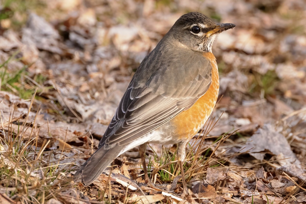 American Robin - ML615393603