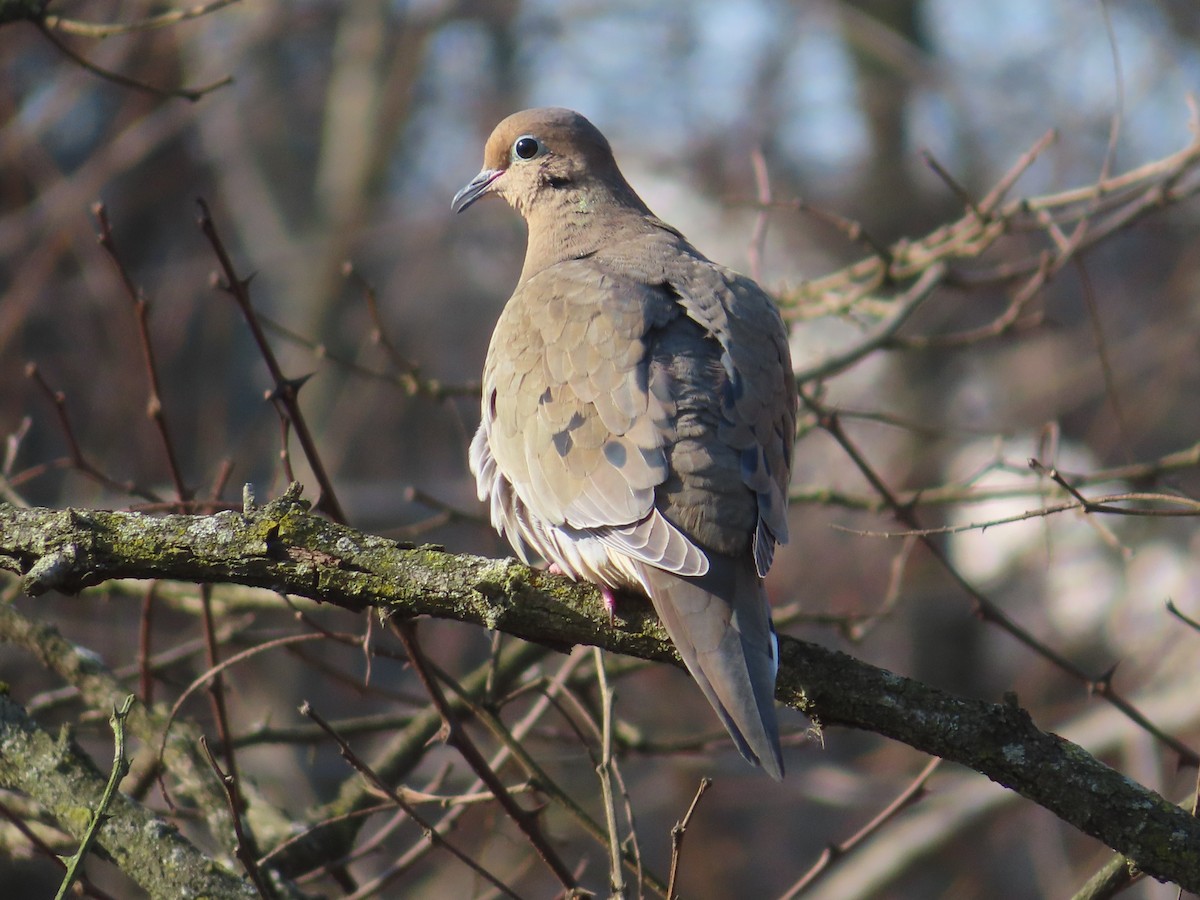 Mourning Dove - ML615393606