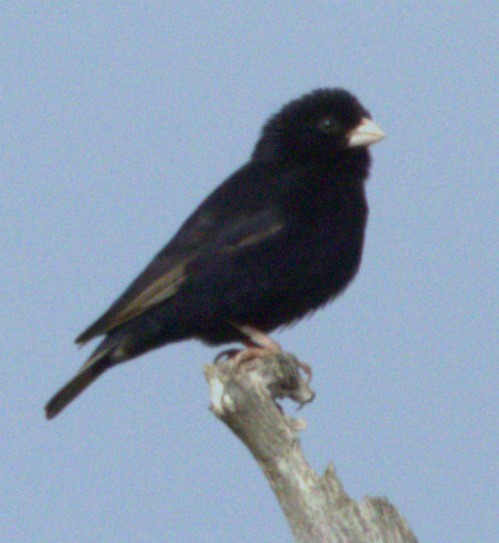 Purple Indigobird - Ethie Ziselman