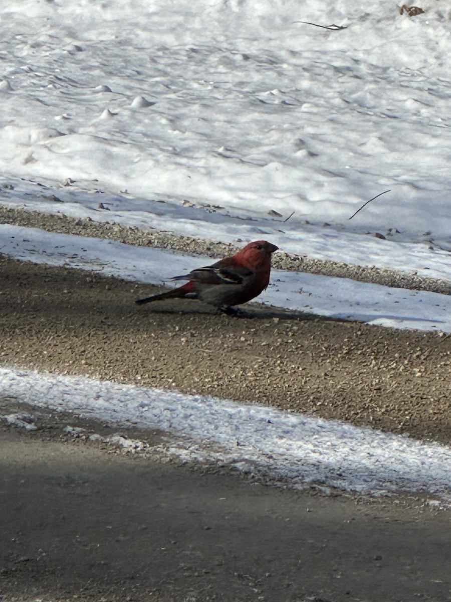 ギンザンマシコ - ML615393694