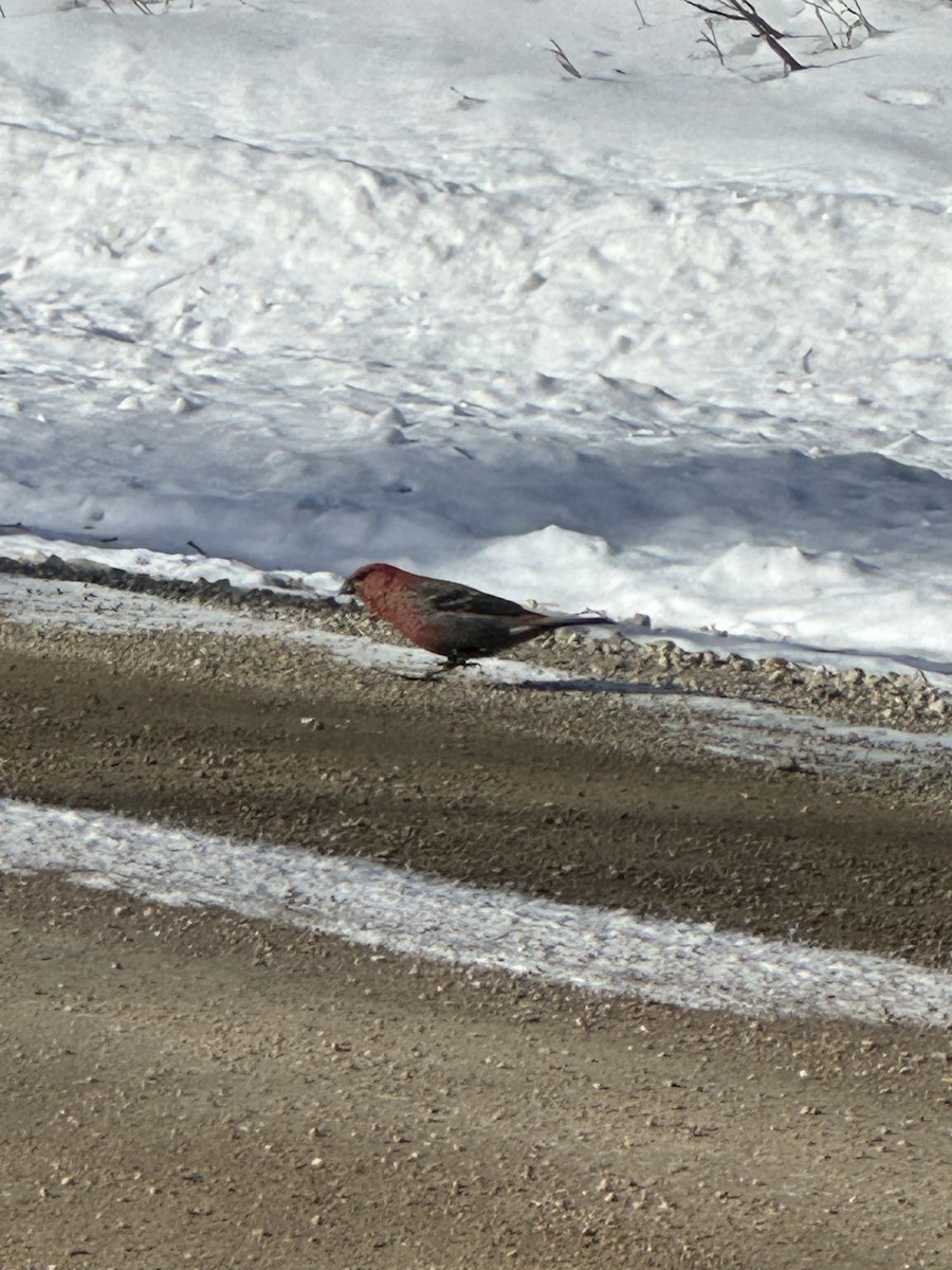 ギンザンマシコ - ML615393695