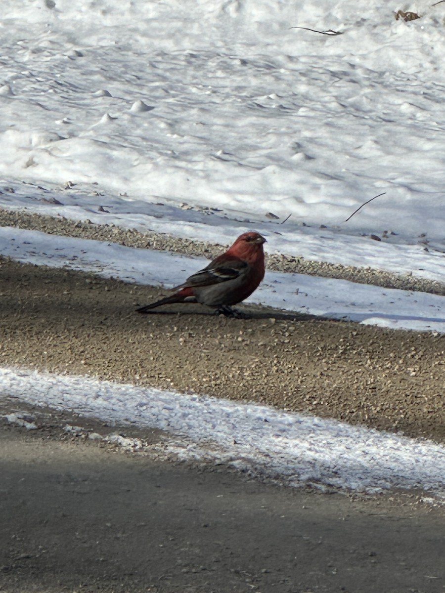 ギンザンマシコ - ML615393696