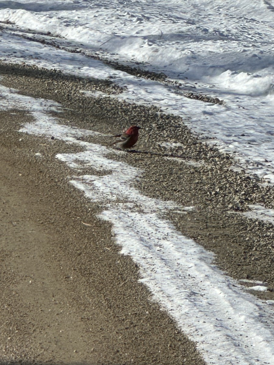 Pine Grosbeak - Scott Stolz