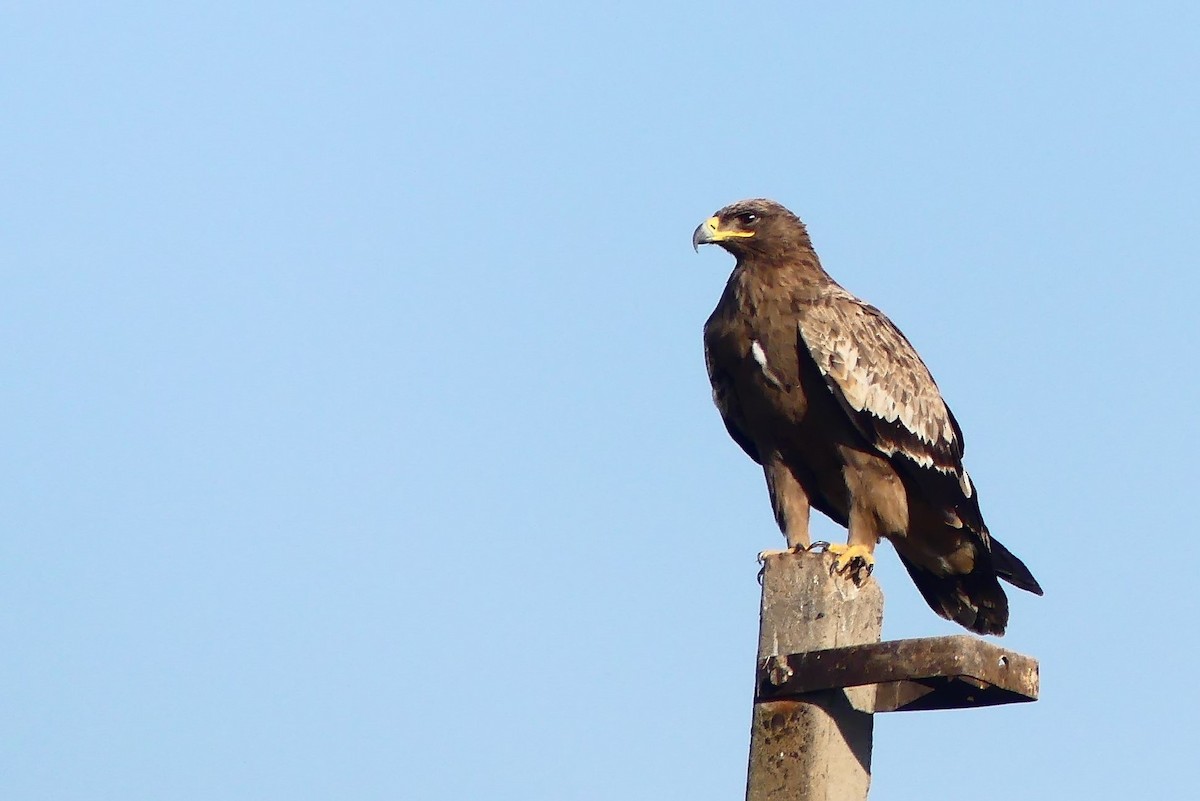 Aigle des steppes - ML615393699