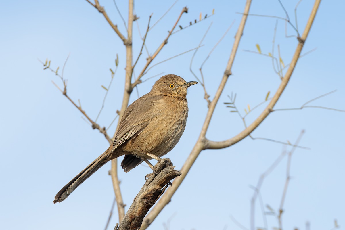 Bendire's Thrasher - ML615393701