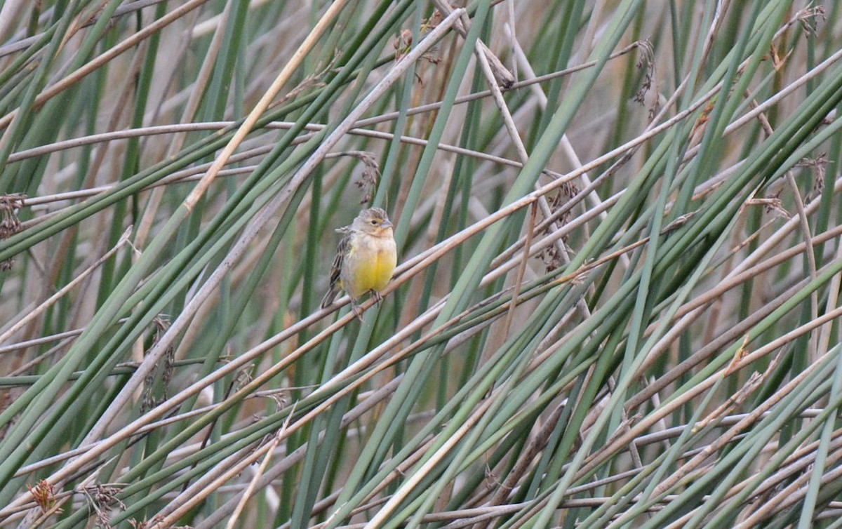 Grassland Yellow-Finch (Montane) - ML615393722