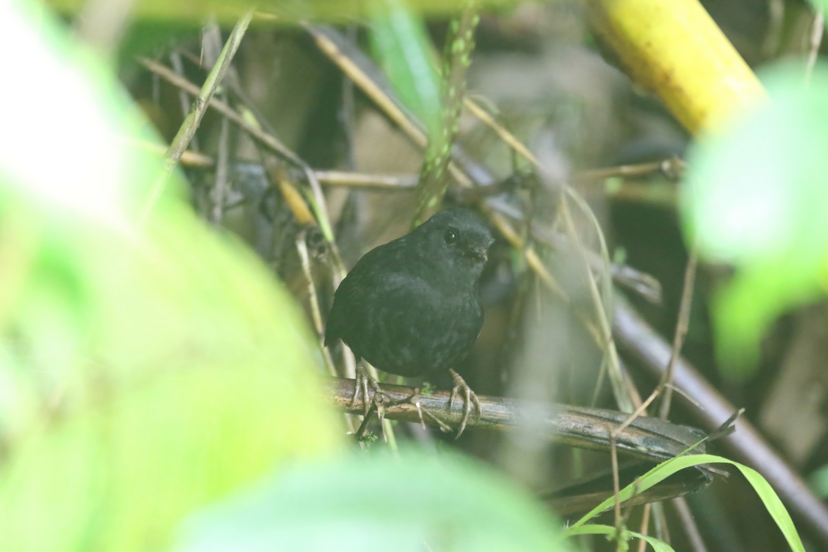 Long-tailed Tapaculo - Jildert Hijlkema