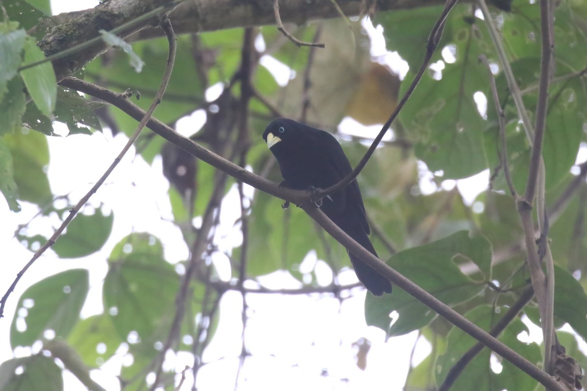 Scarlet-rumped Cacique (Subtropical) - ML615393736