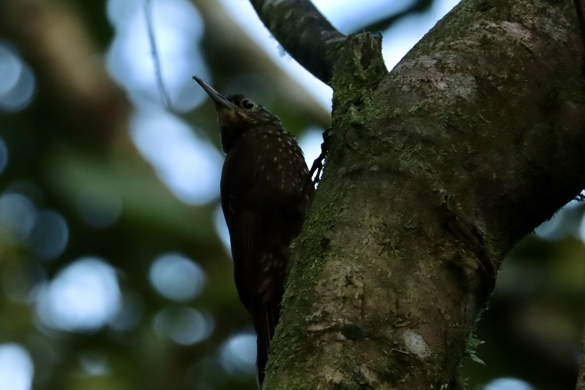 Spotted Woodcreeper - ML615393737
