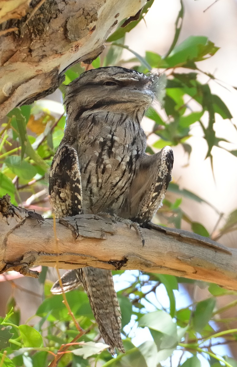 Tawny Frogmouth - ML615393774