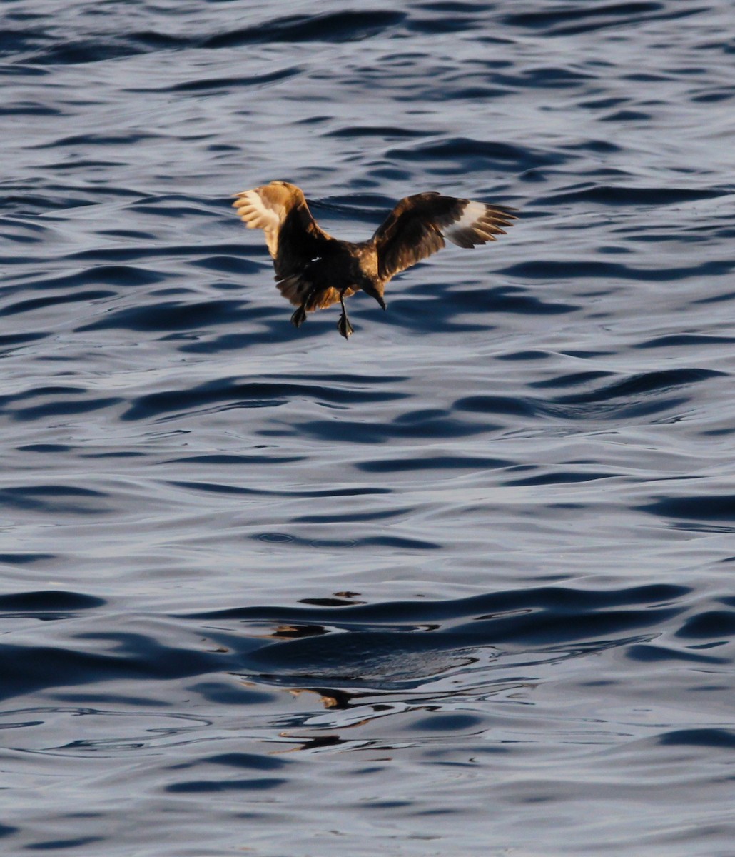 South Polar Skua - ML615393794