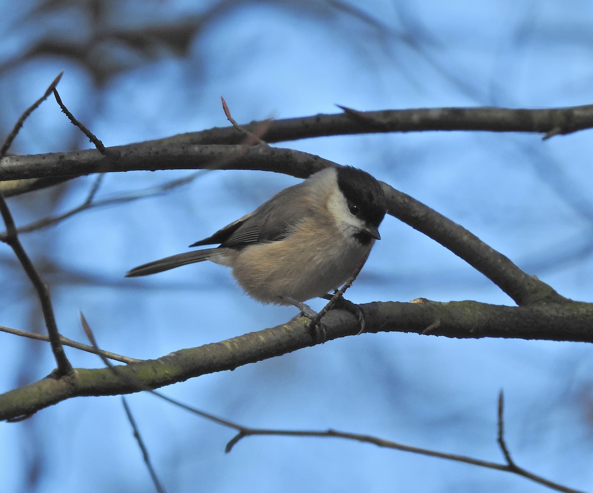 Marsh Tit - Nicolás Tamargo de Eguren