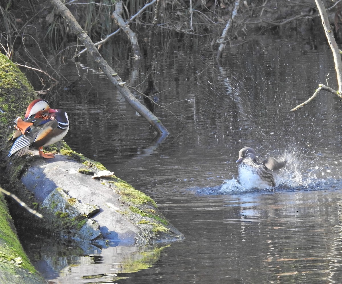 Mandarin Duck - ML615393837