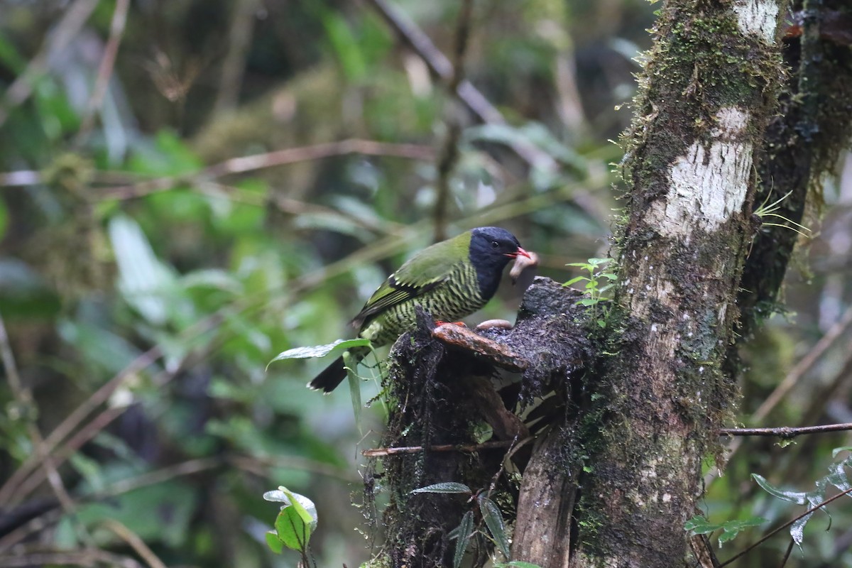 Barred Fruiteater - ML615393879