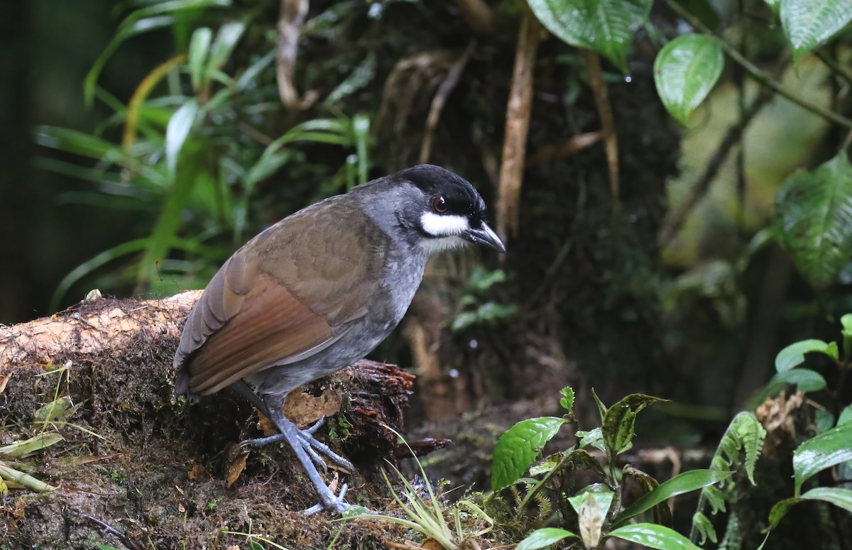 Jocotoco Antpitta - ML615393888