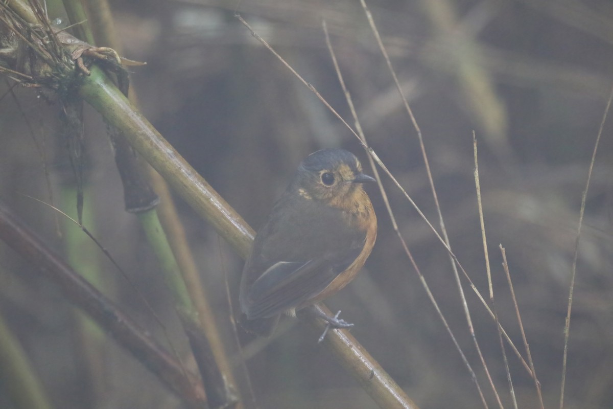 Slate-crowned Antpitta - ML615393907