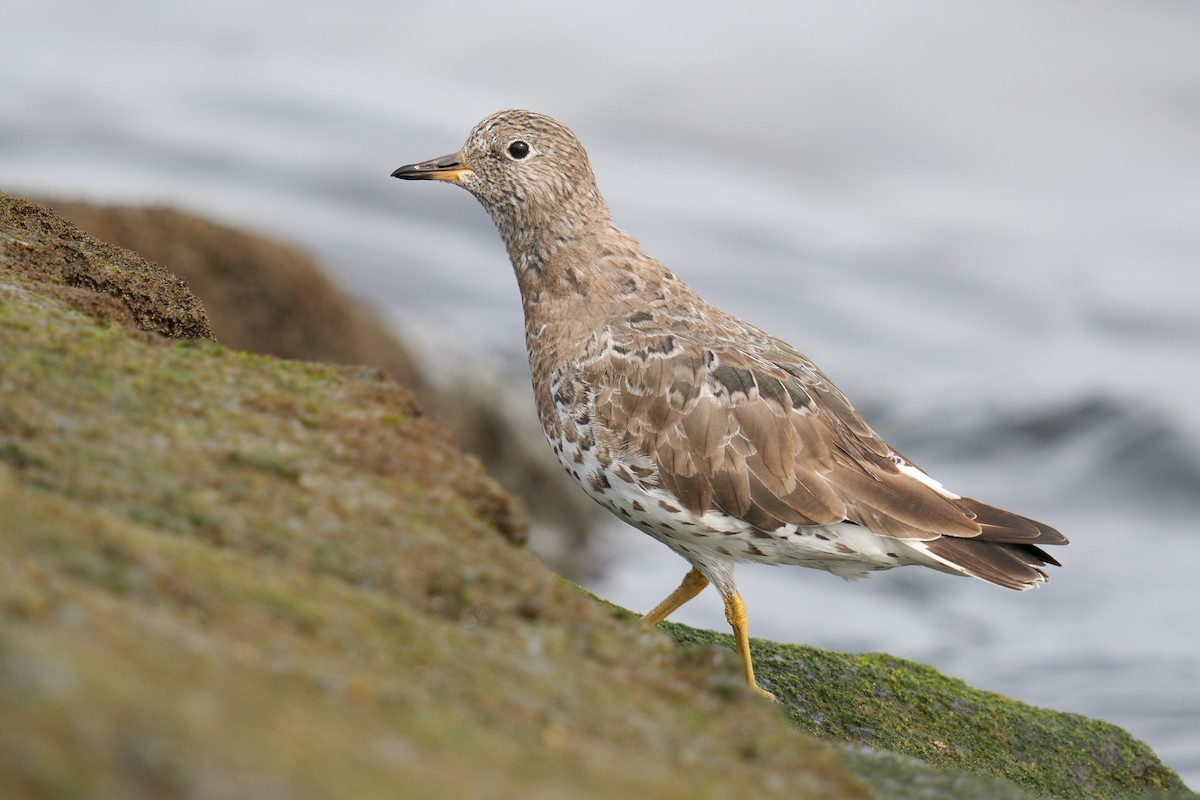 Surfbird - Grigory Heaton