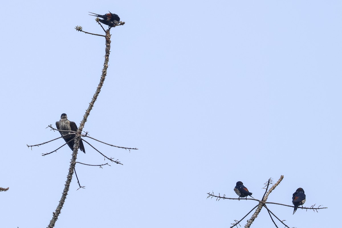 Eastern Red-rumped Swallow (Striated) - ML615393982