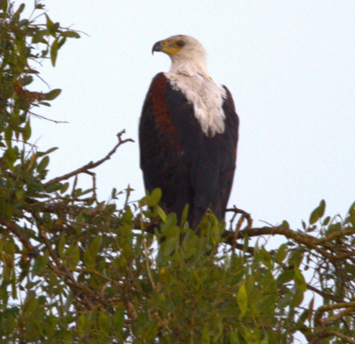 African Fish-Eagle - Ethie Ziselman