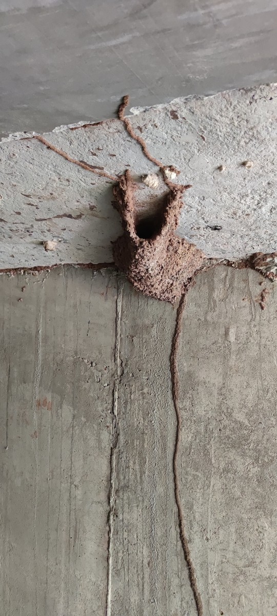 Eastern Red-rumped Swallow (Striated) - ML615394030